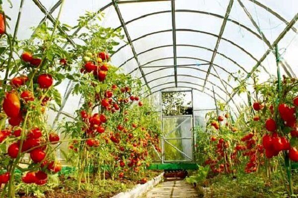 افتتاح دو  طرح  های آب و خاک و یک واحد گلخانه در شهرستان ارزوئیه به مناسبت هفته پدافند غیرعامل