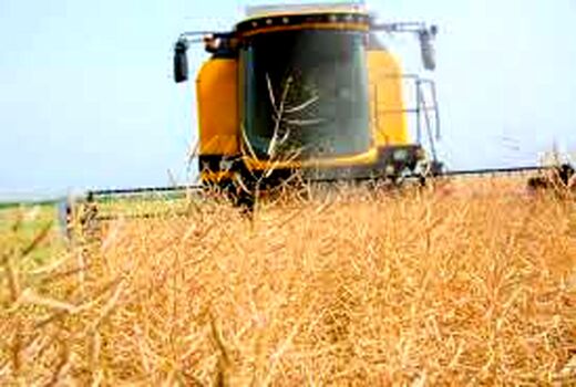 آغاز برداشت کلزا در رامشیر