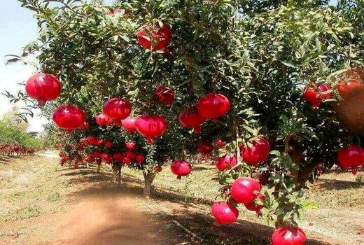  برداشت  1000تن انار در چهارمحال و بختیاری
