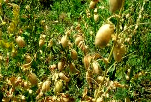 آشنایی با اصول صحیح آبیاری محصولات تابستانه در حمیدیه