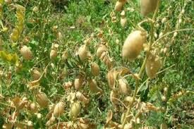 آشنایی با اصول صحیح آبیاری محصولات تابستانه در حمیدیه