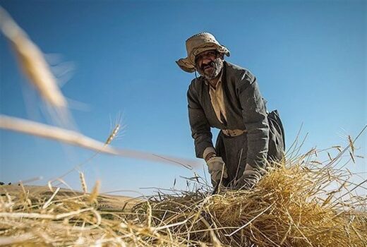 پایان برداشت غلات خراسان جنوبی