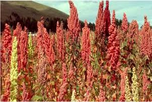 فرماندار شهرستان انار از پروژه‌های در حال اجرای جهاد کشاورزی این شهرستان بازدید کرد