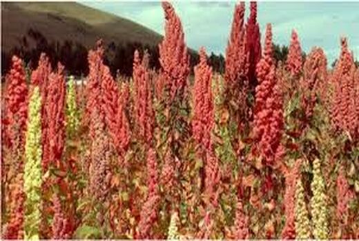 فرماندار شهرستان انار از پروژه‌های در حال اجرای جهاد کشاورزی این شهرستان بازدید کرد