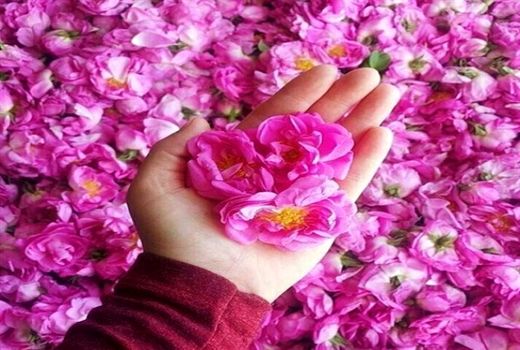 صدور موافقت اصولی برای احداث ۶ واحد فرآوری گل محمدی 