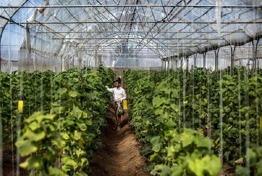 پروانه تاسیس ۲۰۰ هکتار گلخانه در  چهارمحال و بختیاری  صادر شده است