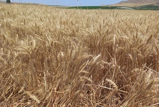رکوردشکنی گندمکار هشترودی با برداشت 11.5 تن گندم آبی از هر هکتار