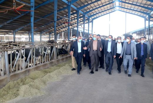 بازدید استاندار قزوین از یک طرح واحد دامی در شهرستان قزوین