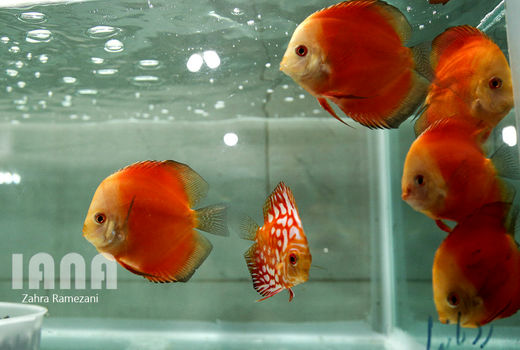 صدور ماهی‌های زینتی به عراق، افغانستان و ترکیه