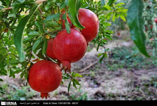 برداشت انار تا اواخر مهرماه در استان کرمان ادامه دارد