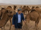 رونق اقتصاد مناطق بیابانی آذربایجان شرقی با پرورش شتر