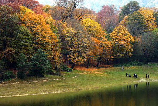 رونمایی پلت‌فرم فائو برای پایش جنگل