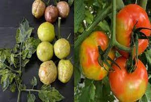 مشاهده ویروس چروکیدگی قهوه ای میوه گوجه فرنگی در گلخانه ها
