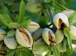 چهارمحال و بختیاری رکورددار برداشت بادام آبی/ صادرات ۳۰ هزار تن بادام مامایی در راه است