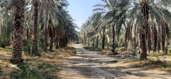 آغاز سمپاشی نخیلات شهرستان مُهر برای مقابله با کنه تارتن