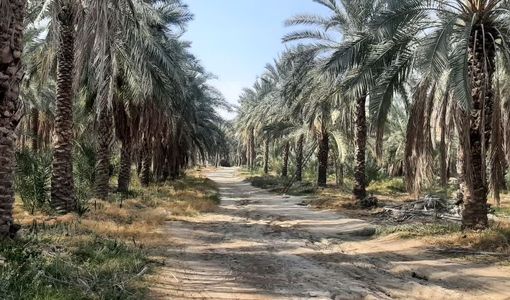 آغاز سمپاشی نخیلات شهرستان مُهر برای مقابله با کنه تارتن