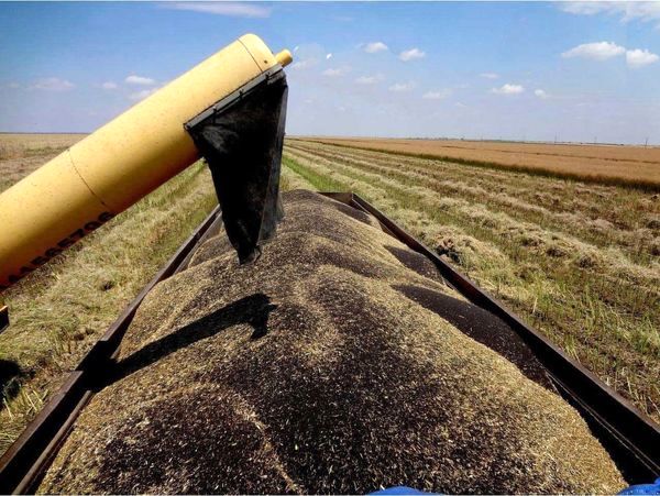 ۴۵درصد مطالبات کلزاکاران استان قزوین پرداخت شد 