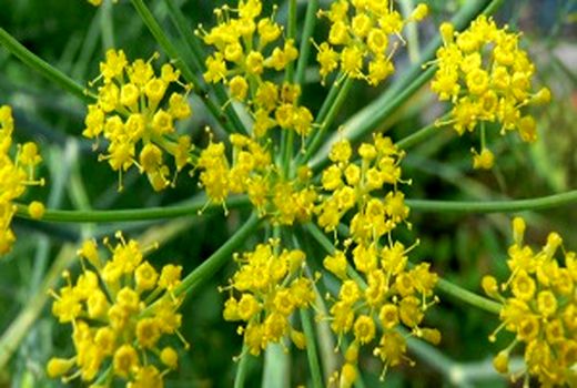 تولید 20 تن شیرابه آنغوزه تلخ در نی‌ریز