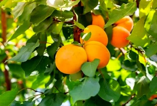 برداشت 9 هزار تن زردآلو در شهرستان جلفا