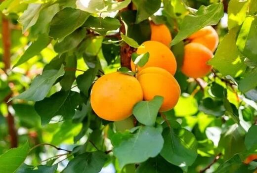 برداشت 9 هزار تن زردآلو در شهرستان جلفا