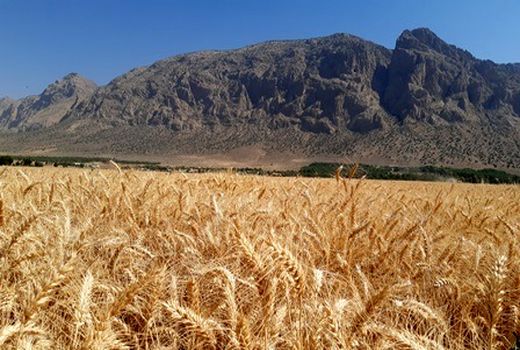 برداشت خوشه‌های طلایی گندم از مزارع پاسارگاد