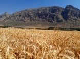 برداشت خوشه‌های طلایی گندم از مزارع پاسارگاد