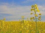 تخصیص کودهای یارانه‌ای به محصولات الگوی کشت