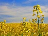 تخصیص کودهای یارانه‌ای به محصولات الگوی کشت