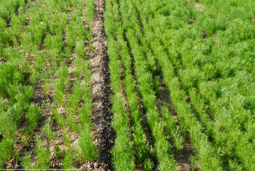 اختصاص ۴۱ هکتار از مزارع کشاورزی شهرستان البرز به کشت زیره