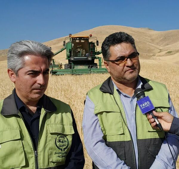 برداشت خوشه‌های طلایی از مزارع کردستان آغاز شد