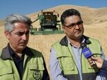 برداشت خوشه‌های طلایی از مزارع کردستان آغاز شد