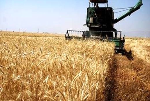 214 هزار تن گندم در کردستان خرید تضمینی شد