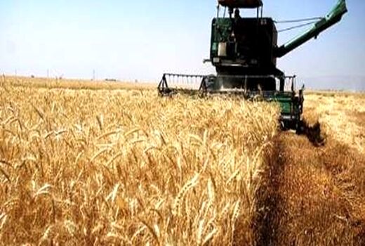 214 هزار تن گندم در کردستان خرید تضمینی شد