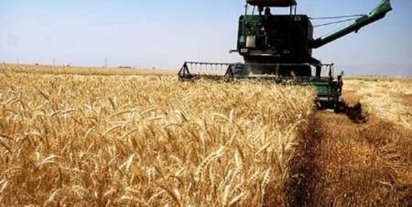 214 هزار تن گندم در کردستان خرید تضمینی شد