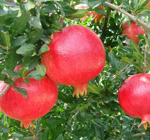 آغاز برداشت انار از باغ‌های سروستان