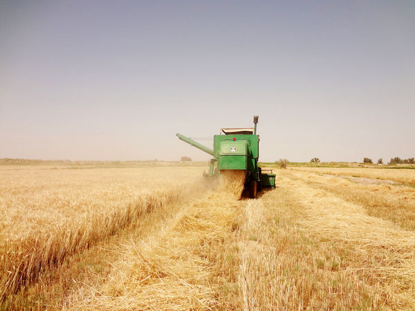 بیش از7هزارتن گندم مازاد برنیاز کشاورزان سیستان وبلوچستان خریداری شد