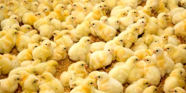 ۲۸ میلیون قطعه جوجه‌ریزی در مرغداری‌های کردستان انجام شد