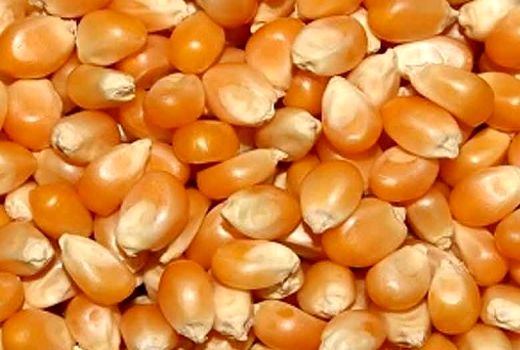 آغاز خرید ذرت دانه ‌ی توسط تعاون روستایی در فارس