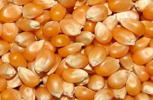 آغاز خرید ذرت دانه ‌ی توسط تعاون روستایی در فارس