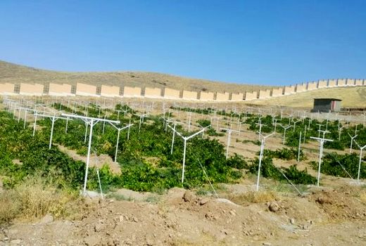 طرح فراز در ۲۰ هکتار از تاکستان‌های فاروج اجرا می‌شود