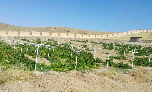 طرح فراز در ۲۰ هکتار از تاکستان‌های فاروج اجرا می‌شود