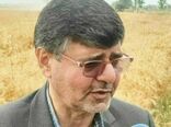 بالغ بر ۹۸ درصد وجه خرید گندم کشاورزان استان به حساب آنان‌ واریز شد