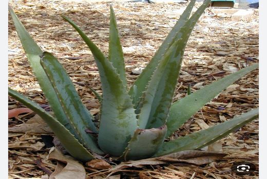 کشت آلوئه ورا در بندرماهشهر