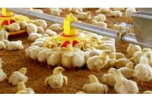 جوجه ریزی سه میلیون قطعه ای در قائم شهر/ تولید 5400 تن گوشت سفید