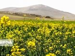 سه هزار تن کلزا در کردستان تولید می شود