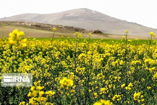 سه هزار تن کلزا در کردستان تولید می شود