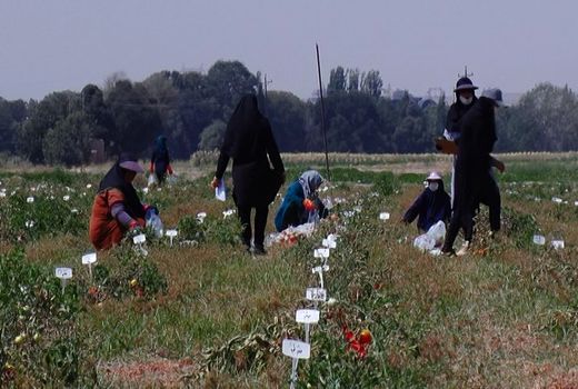 وقتی بذرهای خودکفایی جوانه می زند