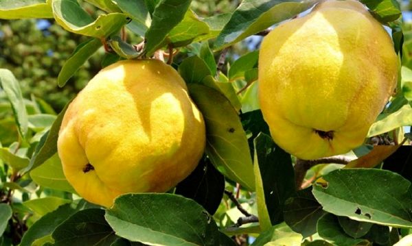 افزایش 70 درصدی تولید میوه بِه در بیضا