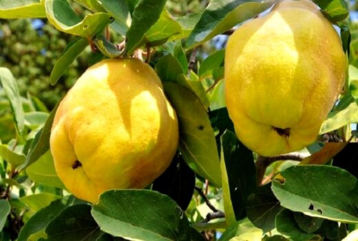 افزایش 70 درصدی تولید میوه بِه در بیضا