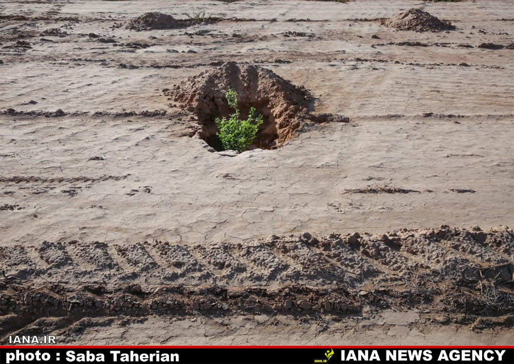  مقابله با بیان زایی